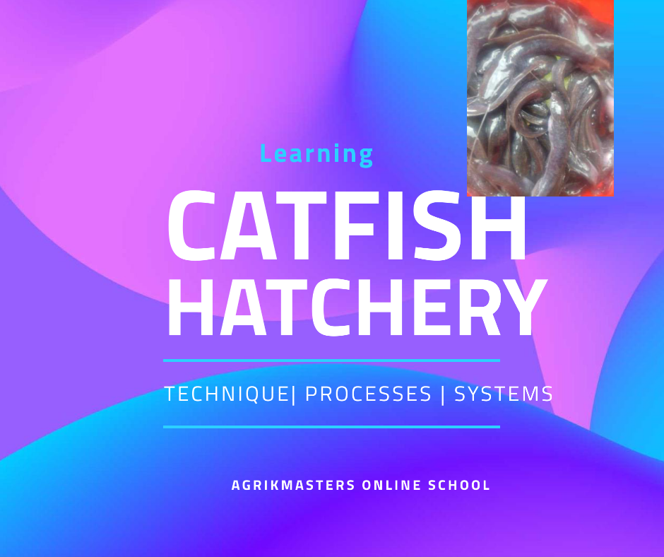 How To Contract Us To Hatch,Breed and Produce Catfish Fingerlings And Juveniles For You