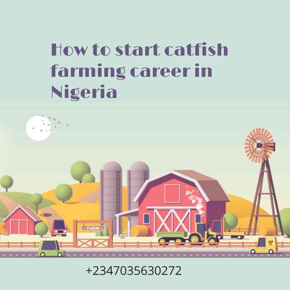 Join My Online WhatsApp Catfish Hatchery Training Group Now And Get 100 Fingerlings FREE