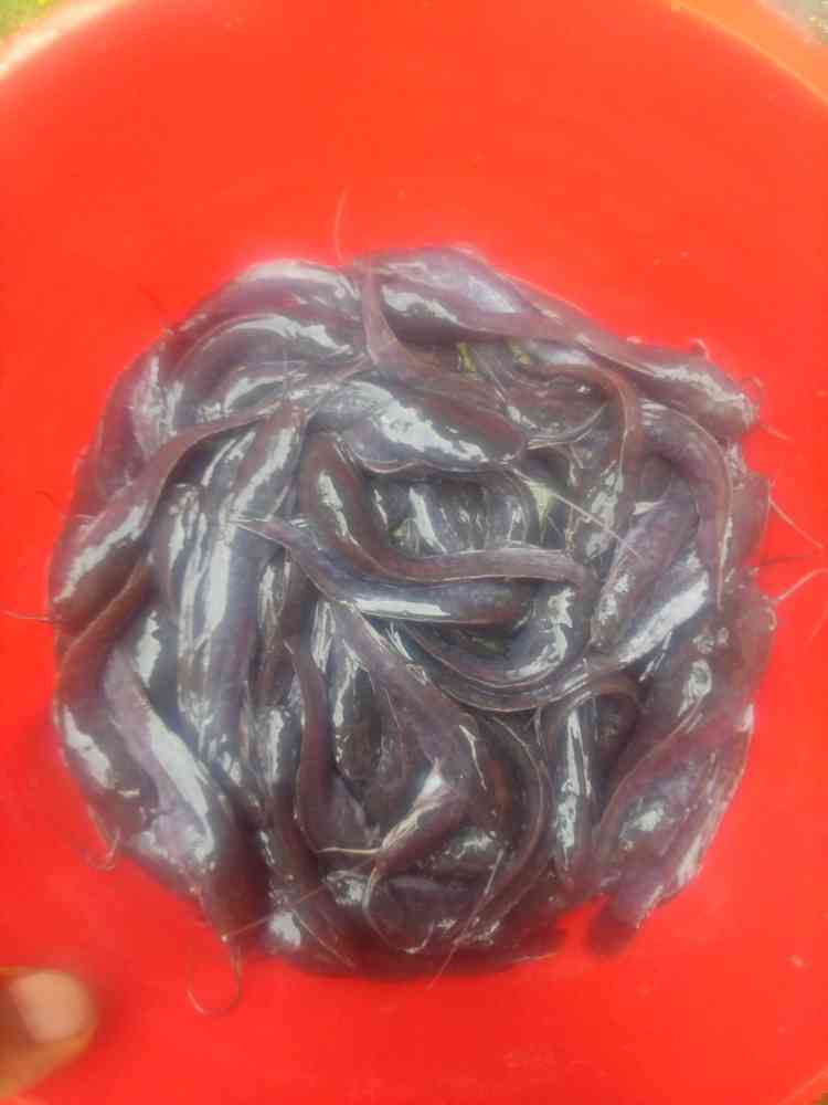 Join My Online WhatsApp Catfish Hatchery Training Group Now And Get 100 Fingerlings FREE