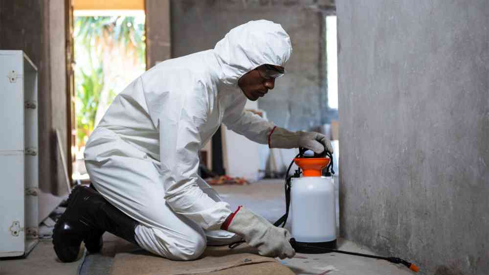 ChizyKleen Professional Fumigation & Pest Control Services VGC, Lekki, Ajah, Ikota, Orchid Road, Badore, Chevron, Osapa London, Ikate, Ikoyi, VI, Abraham Adesanya, Sangotedo, and throughout Lagos State, Abuja, and beyon picture